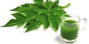 Papaya Leaf Juice