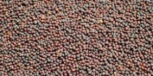 Brown Mustard Seeds