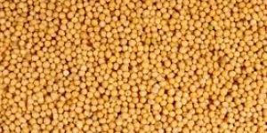 Yellow Mustard Seeds