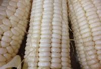 White Maize