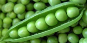 Fresh Green Peas