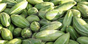 Fresh Pointed Gourds