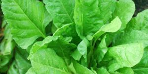 Fresh Spinach Leaves