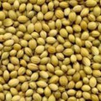 Coriander Seeds