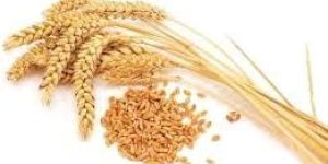 Wheat Seeds