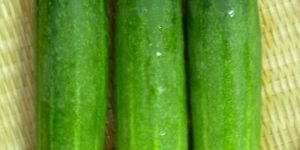 Fresh Cucumber