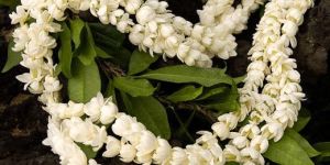 Jasmine Flower Garlands
