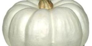 Fresh White Pumpkin