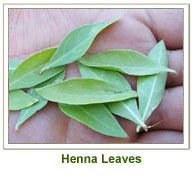 Henna Leaves