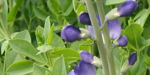 Indico Leaves Powder