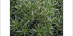 Organic Psyllium