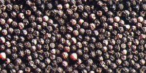 Black Pepper Seeds