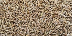 Green Cumin Seeds