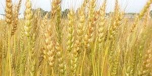 Wheat