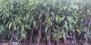 Alphanso Mango Plants