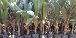 Coconut Plants