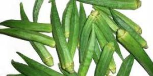 Fresh Okra