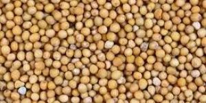 Mustard Seeds