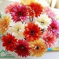 Chrysanthemum Flower
