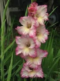 Gladiolus Flower