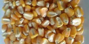 Yellow Maize