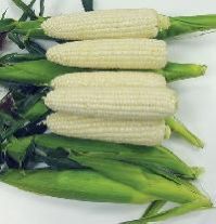 White Corn