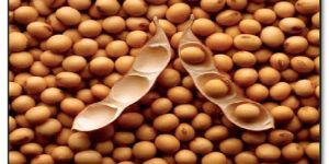 Soybean Seeds