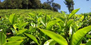 Tea Processing Machinery