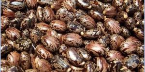 Castor Seeds