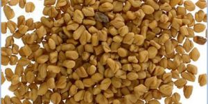Fenugreek