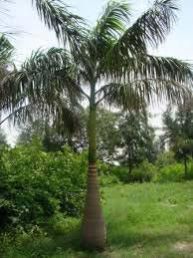 Botal Palm
