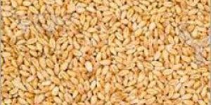 Wheat