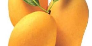 Alphonso Mangoes
