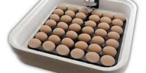 Egg Incubators