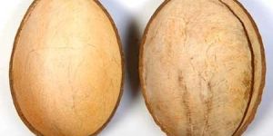 Coconut Shell Ice Cream Cups1