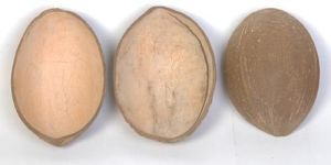 Coconut Shell Ice Cream Cups