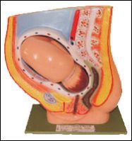 Urogenital System Female