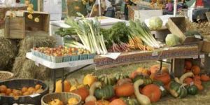 Organic Processed Food Ofd - 02