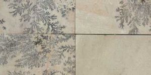 Mint Fossil Sandstone