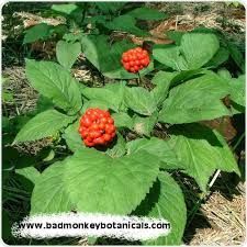 Ginseng Extract