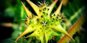 Tribulus Terrestris Extract