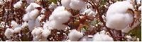 Indian Cotton