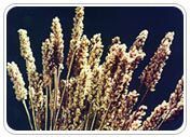 Psyllium Plant