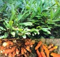 Curcuma Longa