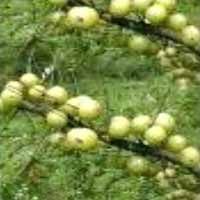 Emblica Officinalis