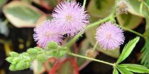 Mimosa Pudica