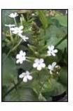 Plumbago Zeylanica