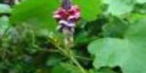 Pueraria Tuberosa