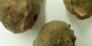 Quercus Infectoria Gall- Majuphal