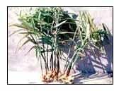 Zingiber Officinalis